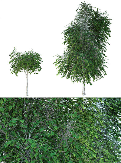两棵白桦树3D模型（OBJ,MAX）