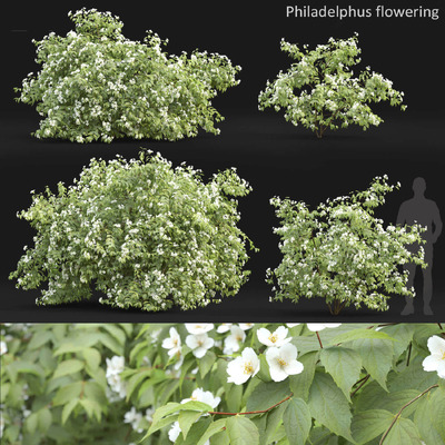 开满白色花朵的山梅花植物3D模型（OBJ,MAX）