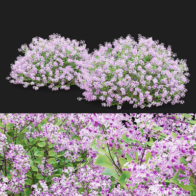 开满花朵的蓝丁香灌木3D模型（OBJ,FBX,MAX）