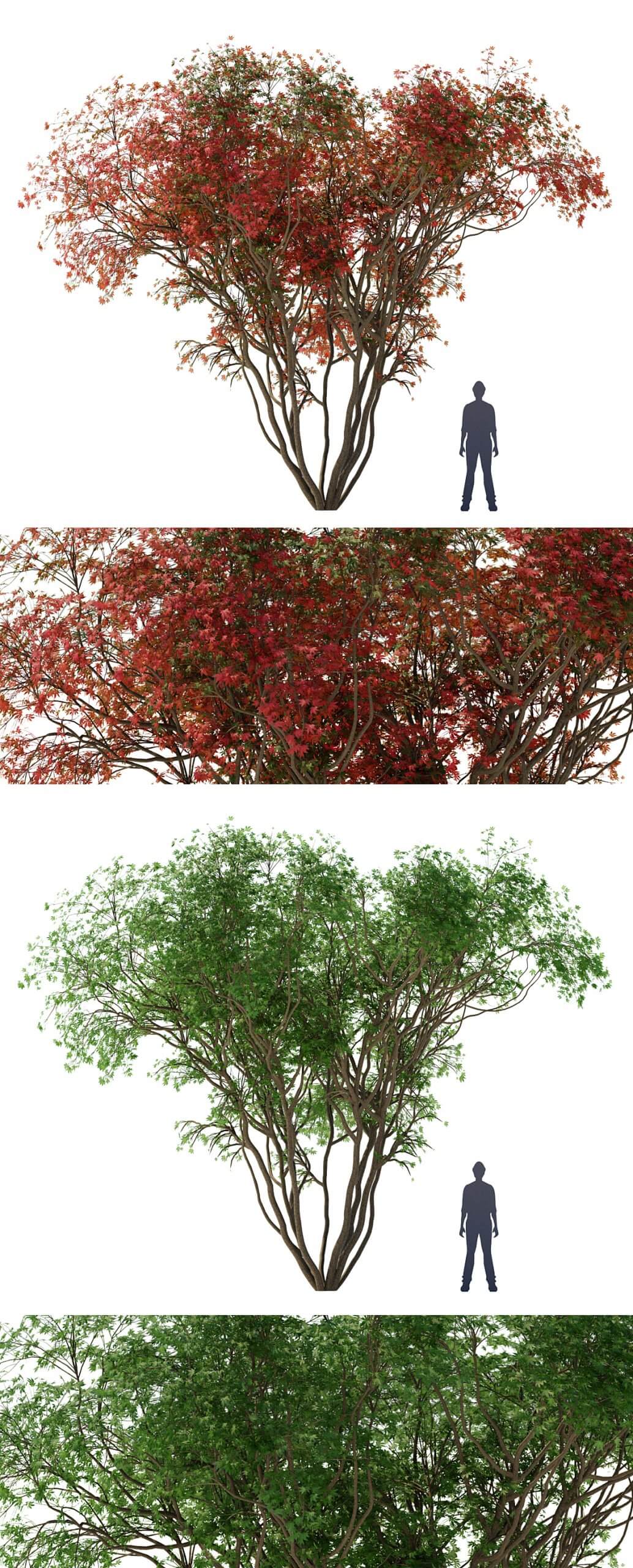 鸡爪槭树3D模型（FBX,MAX）