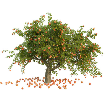 长满果实的苹果树3D模型（FBX,MAX）