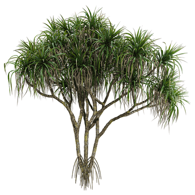 露兜树3D模型（OBJ,FBX,MAX）