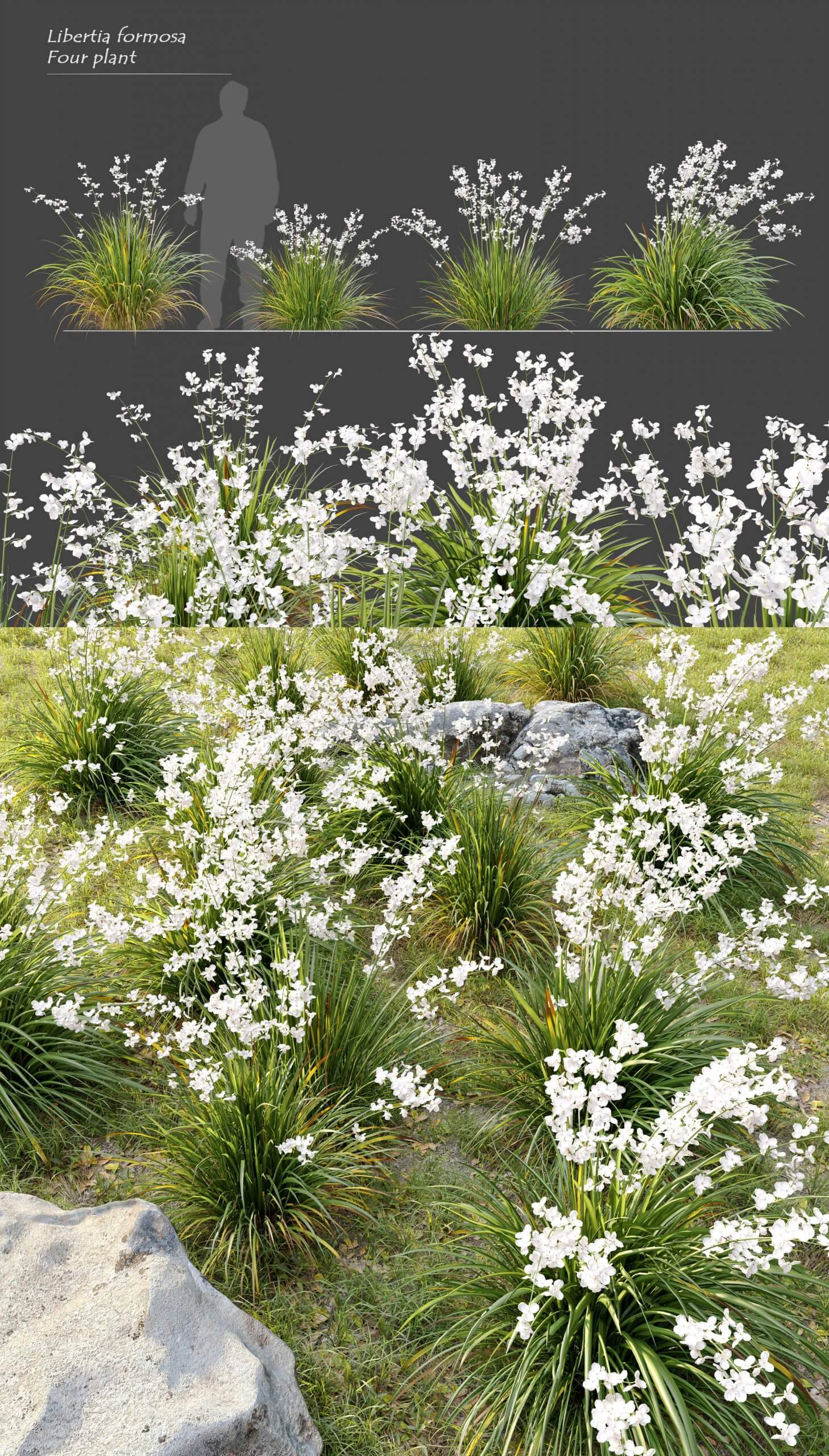 开满白色花朵的鸢尾科裂瓣兰植物花丛3D模型（MAX）