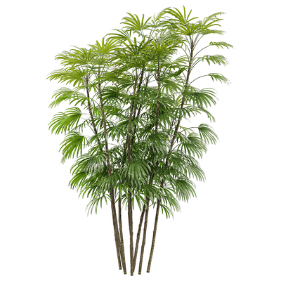 矮棕竹植物3D模型（OBJ,FBX,MAX）