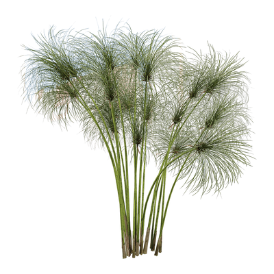 纸莎草植物3D模型（OBJ,FBX,MAX）