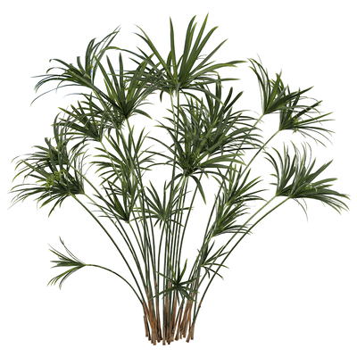 风车草 旱伞草3D模型（OBJ,FBX,MAX）