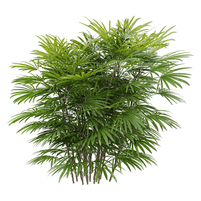 矮棕竹植物3D模型（OBJ,FBX,MAX）
