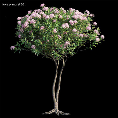 龙船花树3D模型（OBJ,FBX,MAX）