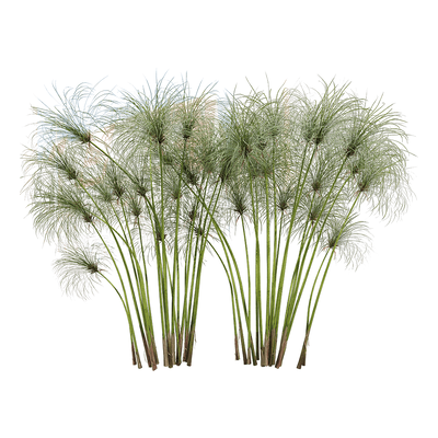 纸莎草植物3D模型（OBJ,FBX,MAX）