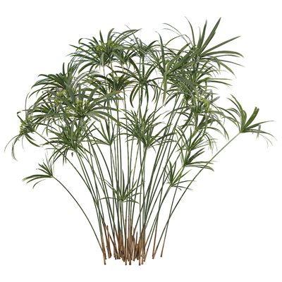 风车草 旱伞草3D模型（OBJ,FBX,MAX）