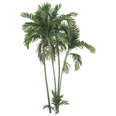 带果实的青棕棕榈树3D模型（OBJ,FBX,MAX）