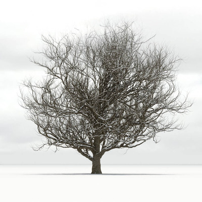 带雪的橡树3D模型（OBJ,MAX）