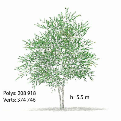 白桦树3D模型（OBJ,MAX）