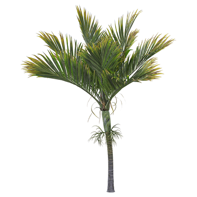 伞椰属棕榈树3D模型（OBJ,FBX,MAX）