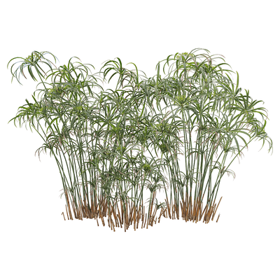 风车草 旱伞草3D模型（OBJ,FBX,MAX）