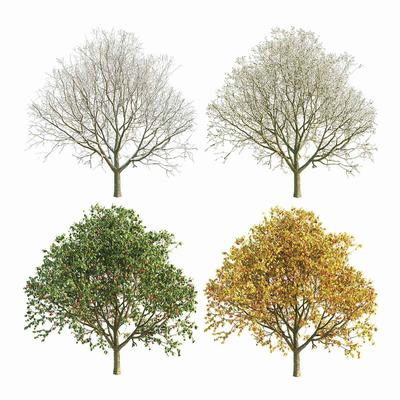 不同季节的苹果树3D模型（FBX,MAX）