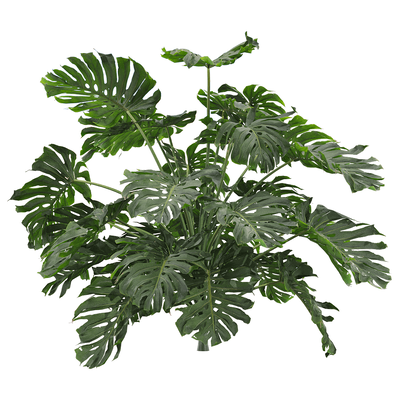 龟背竹植物3D模型（OBJ,FBX,MAX）