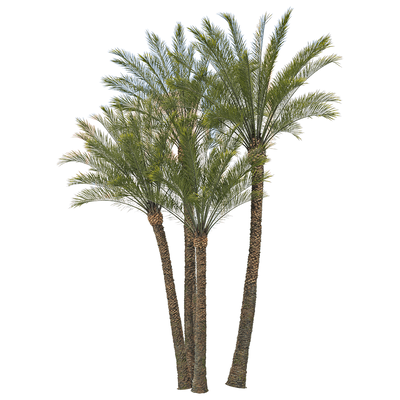 加拿利海枣树3D模型（OBJ,FBX,MAX）