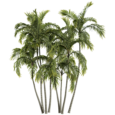 假槟榔 棕榈树3D模型（OBJ,FBX,MAX）