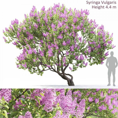 4.4米高开满花朵的丁香花树3D模型（OBJ,MAX）