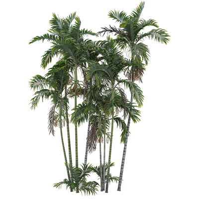 带果实的青棕棕榈树3D模型（OBJ,FBX,MAX）