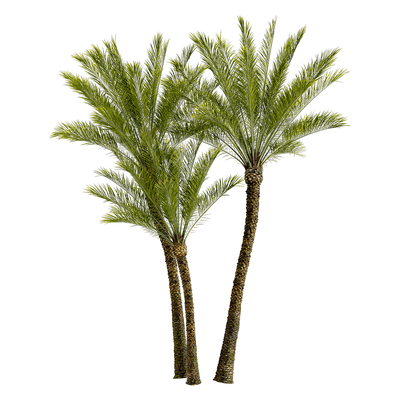 加拿利海枣树3D模型（OBJ,FBX,MAX）