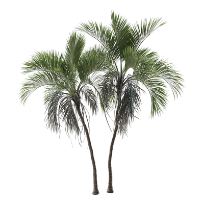 璎珞豪爵椰树3D模型（OBJ,FBX,MAX）