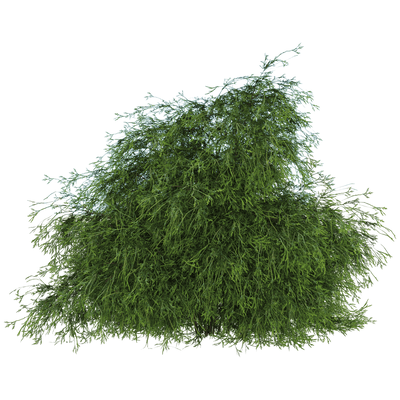 Filifera Aureai羽叶花柏植物3D模型（OBJ,FBX,MAX）