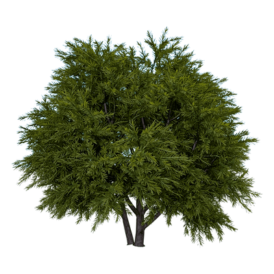 花柏树3D模型（OBJ,FBX,MAX）