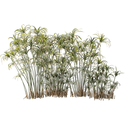 风车草 旱伞草3D模型3D模型（OBJ,FBX,MAX）