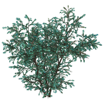 蓝湖柏树3D模型（OBJ,FBX,MAX）