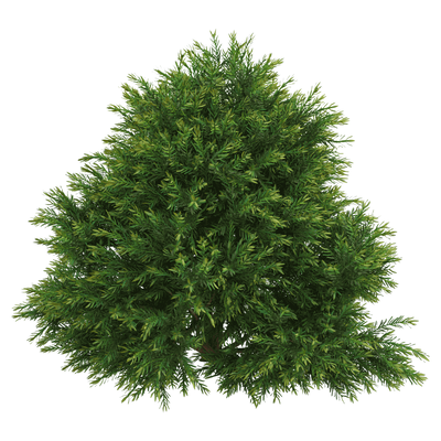 花柏树3D模型（OBJ,FBX,MAX）