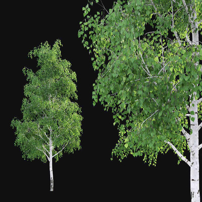 桦树3D模型（FBX,MAX）