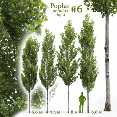 4棵笔直的杨树3D模型（FBX,MAX）