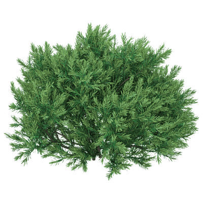 花柏植物灌木3D模型（OBJ,FBX,MAX）
