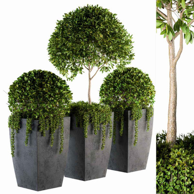 修剪成球形的绿植盆景 绿植花坛3D模型（OBJ,MAX）