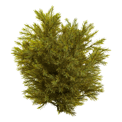 花柏植物灌木3D模型（OBJ,FBX,MAX）