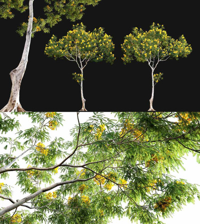 开满黄色花朵的腊肠树3D模型（OBJ,FBX,MAX）