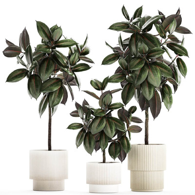 小榕树植物盆景3D模型（FBX,MAX）