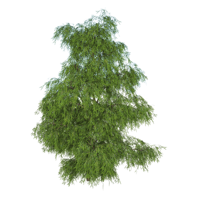 Filifera Aureai羽叶花柏植物3D模型（OBJ,FBX,MAX）