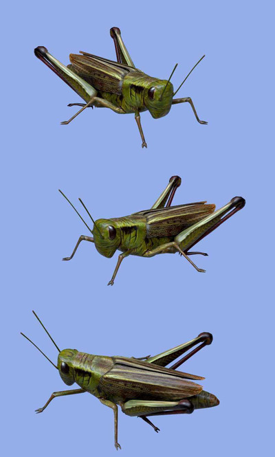 蚱蜢low poly 3D模型（OBJ,FBX,MAX）