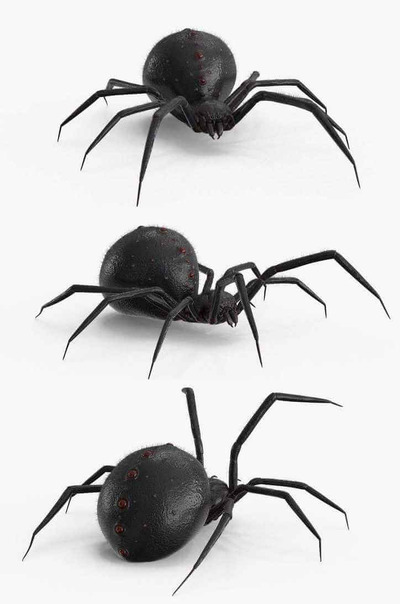 蜘蛛low poly 3D模型（OBJ,FBX,MAX）