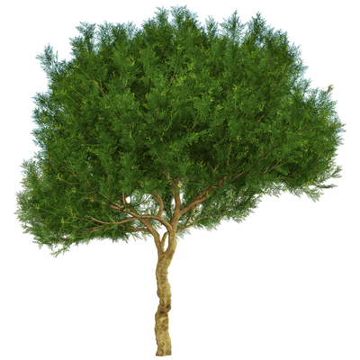 Platycladus orientalis侧柏树3D模型（OBJ,FBX,MAX）