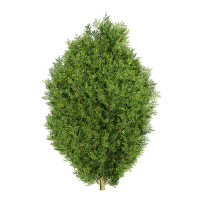 Platycladus orientalis侧柏植物3D模型（OBJ,FBX,MAX）