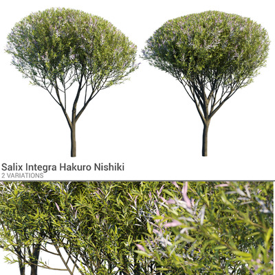 彩叶杞柳树 修剪的景观树3D模型（FBX,MAX）