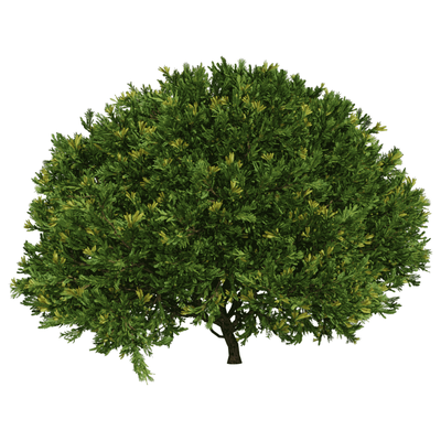 刺柏植物3D模型（OBJ,FBX,MAX）