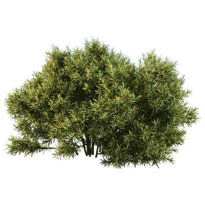 杜松 刺柏植物灌木3D模型（OBJ,FBX,MAX）