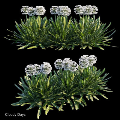 植物 花丛3D模型（FBX,MAX）