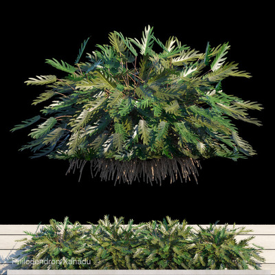 仙羽蔓绿绒植物3D模型（FBX,MAX）