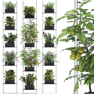 西红柿 生菜 迷迭香 香菜 辣椒等蔬菜盆栽组合3D模型（FBX,MAX）